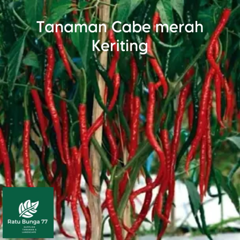 

Tanaman Cabe Merah Besar