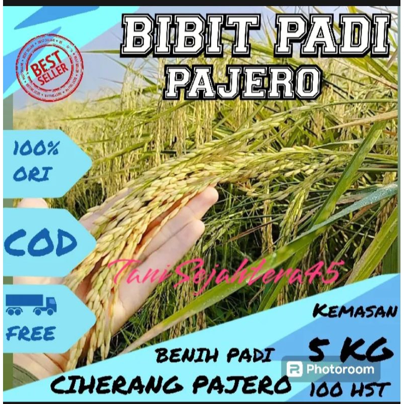 Benih padi CIHERANG PAJERO TERBARU kemasan 5kg