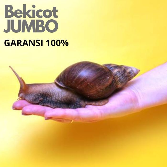 

bekicot jumbo herbal alami bersih sehat