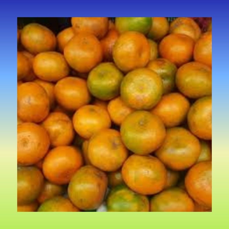 

Jeruk manis Brastagi 1 kg segar | Buah jeruk segar 1 kg | Jeruk segar fresh 1 kg | Buah jeruk Berastagi fresh | Jeruk Brastagi