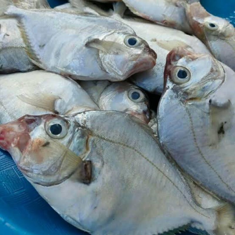 

Ikan Asin Petek/Ikan piring