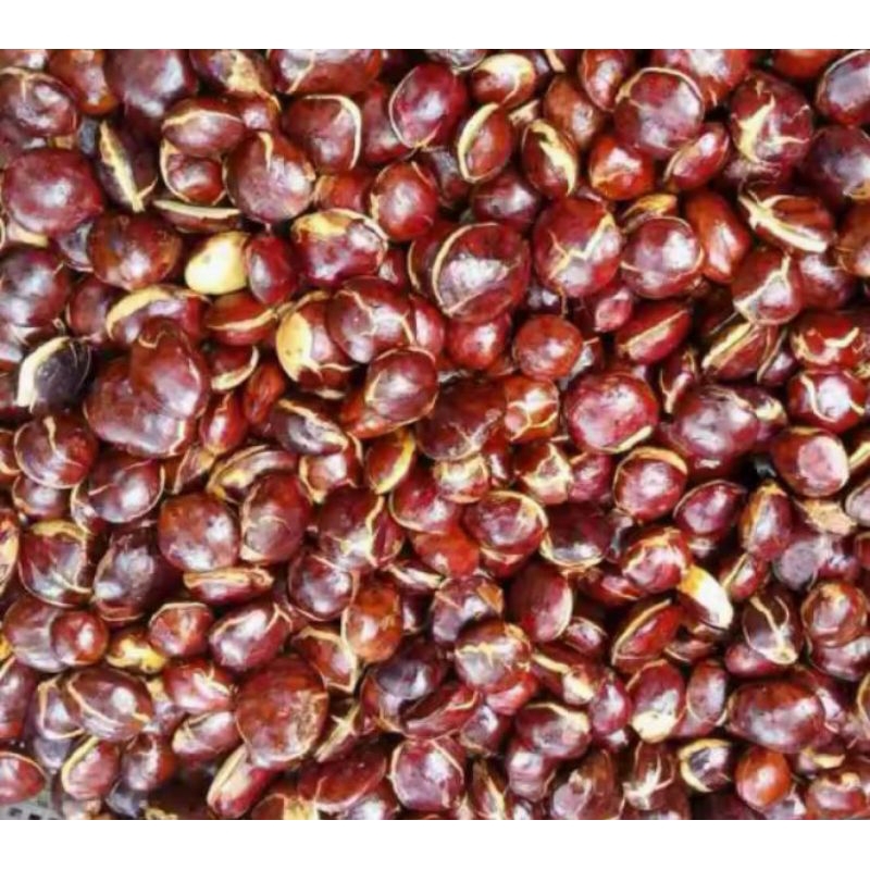 

jengkol sepi tua 1 kg