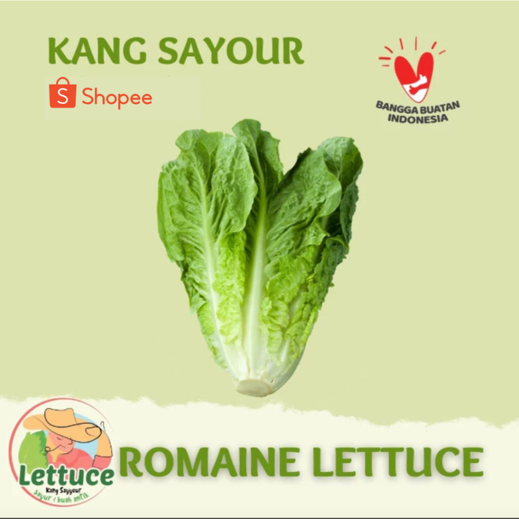 

Romaine Lettuce 1KG Bisa Grosir 10kg