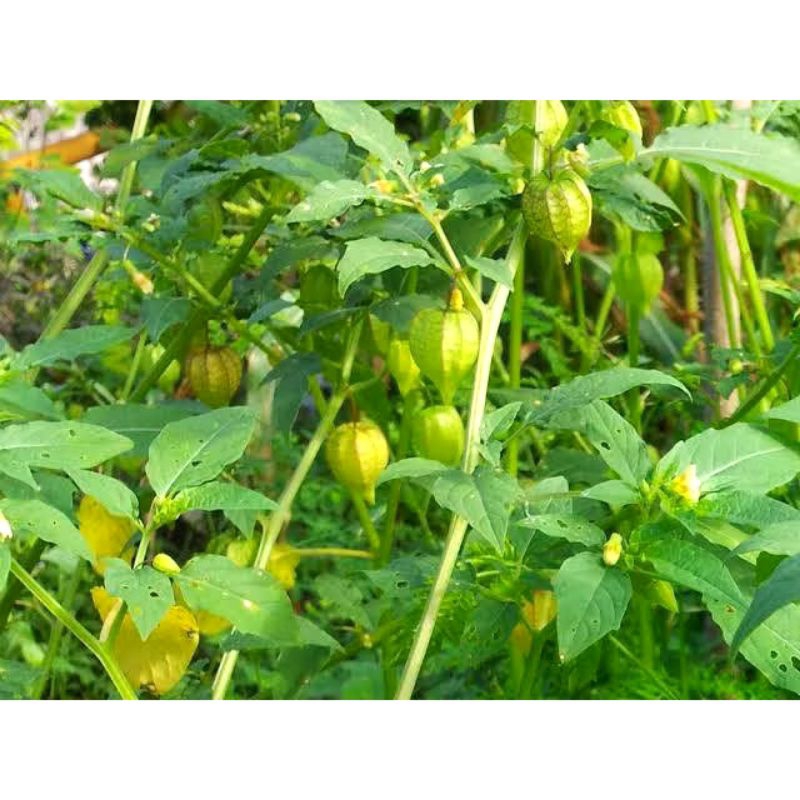 

Daun ciplukan kering 200 gr (obat herbal )