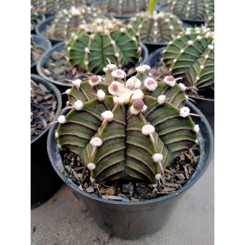 kaktus gymno Lb hybrid