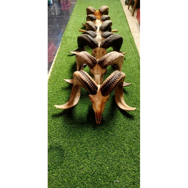 Hiasan asli/Tanduk domba garut