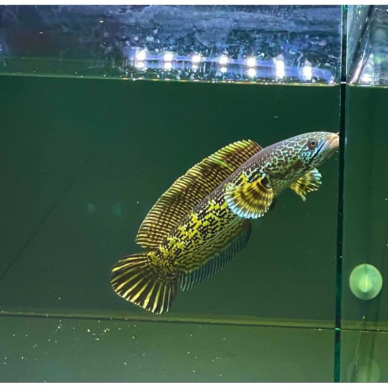 Channa Auranti Maculata (bergaransi) 3-5 cm bonus pelet