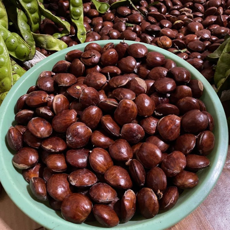 

JENGKOL TUA PULEN UKURAN SEDANG