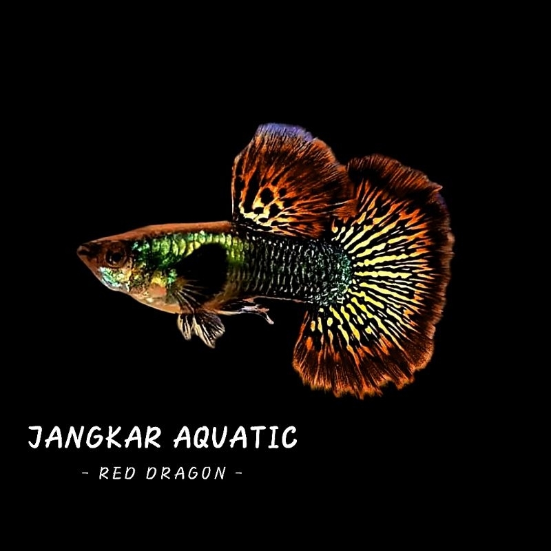 Obat ikan guppy - Red Dragon