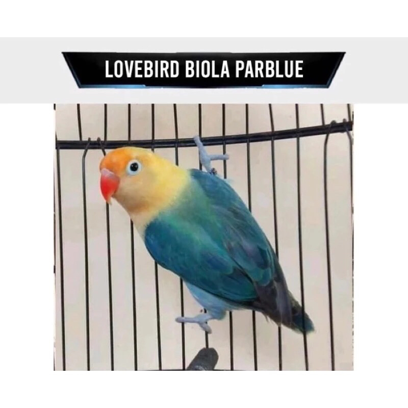 Burung Lovebird Biola Parblue