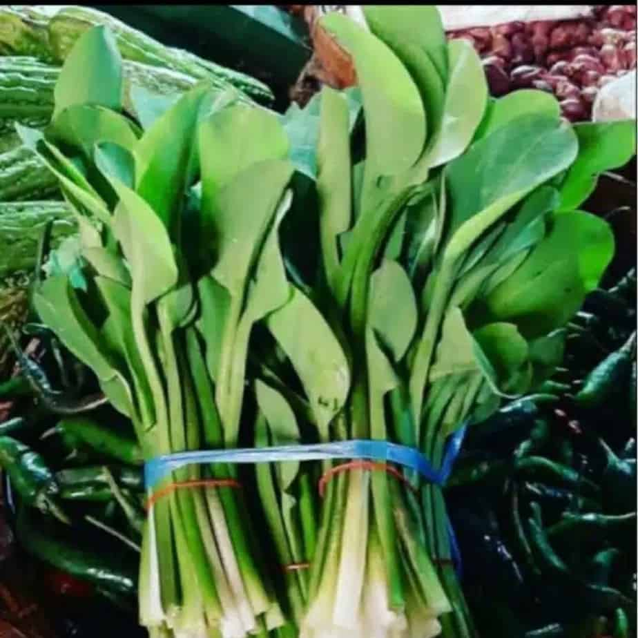 

Daun genjer Segar / Genjer 1 Ikat