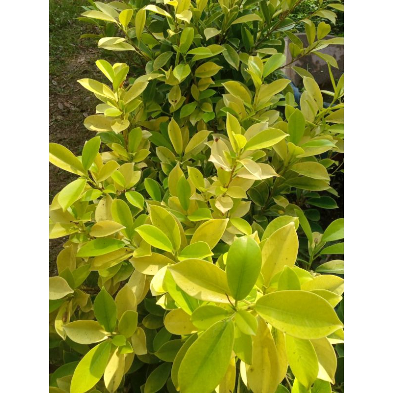 Bibit Ficus golden beringin kuning iprik gold
