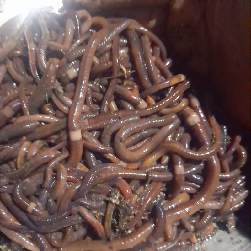 CACING KALUNG