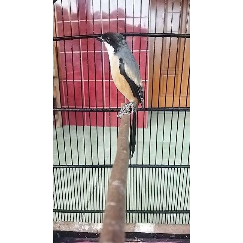 Burung Pentet Pala Item Blangkon