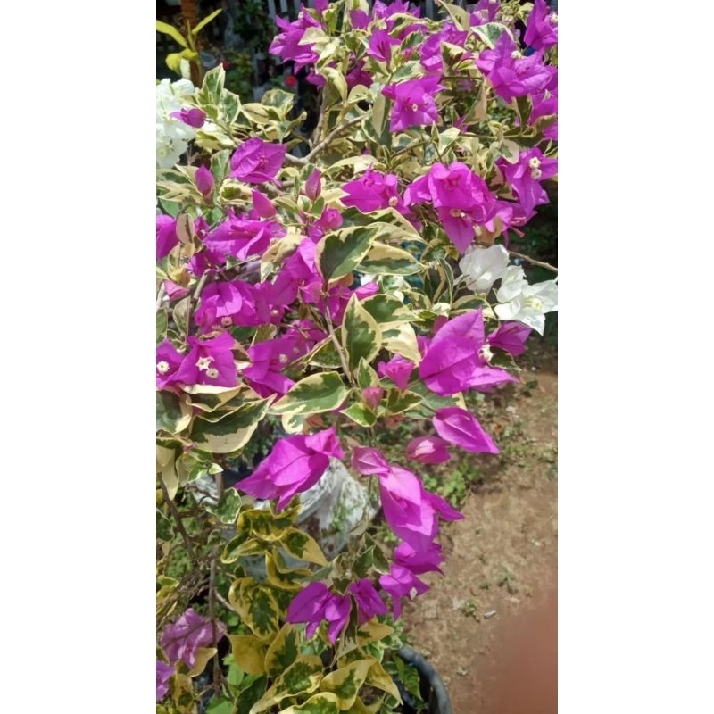 BOUGENVILLE BAHAN STEK DAN ENTRES VARIGATA UNGU