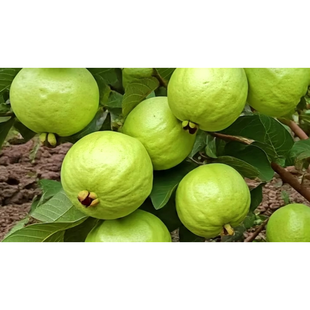 

Jambu Cristal Fresh dari Pohon 1 Kg