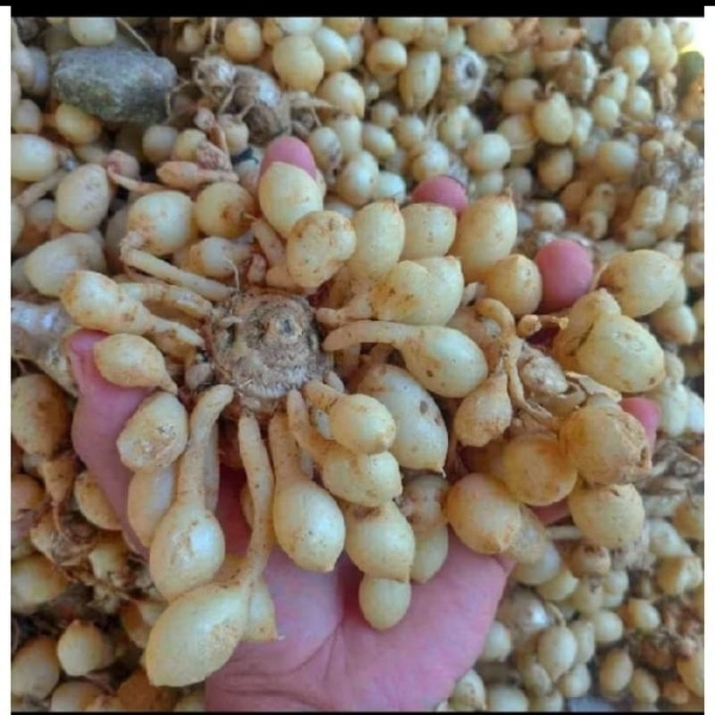

Kunyit Putih Segar/Kunci Rapet (Kunci Pepet)/Temu Pepet 500 gram