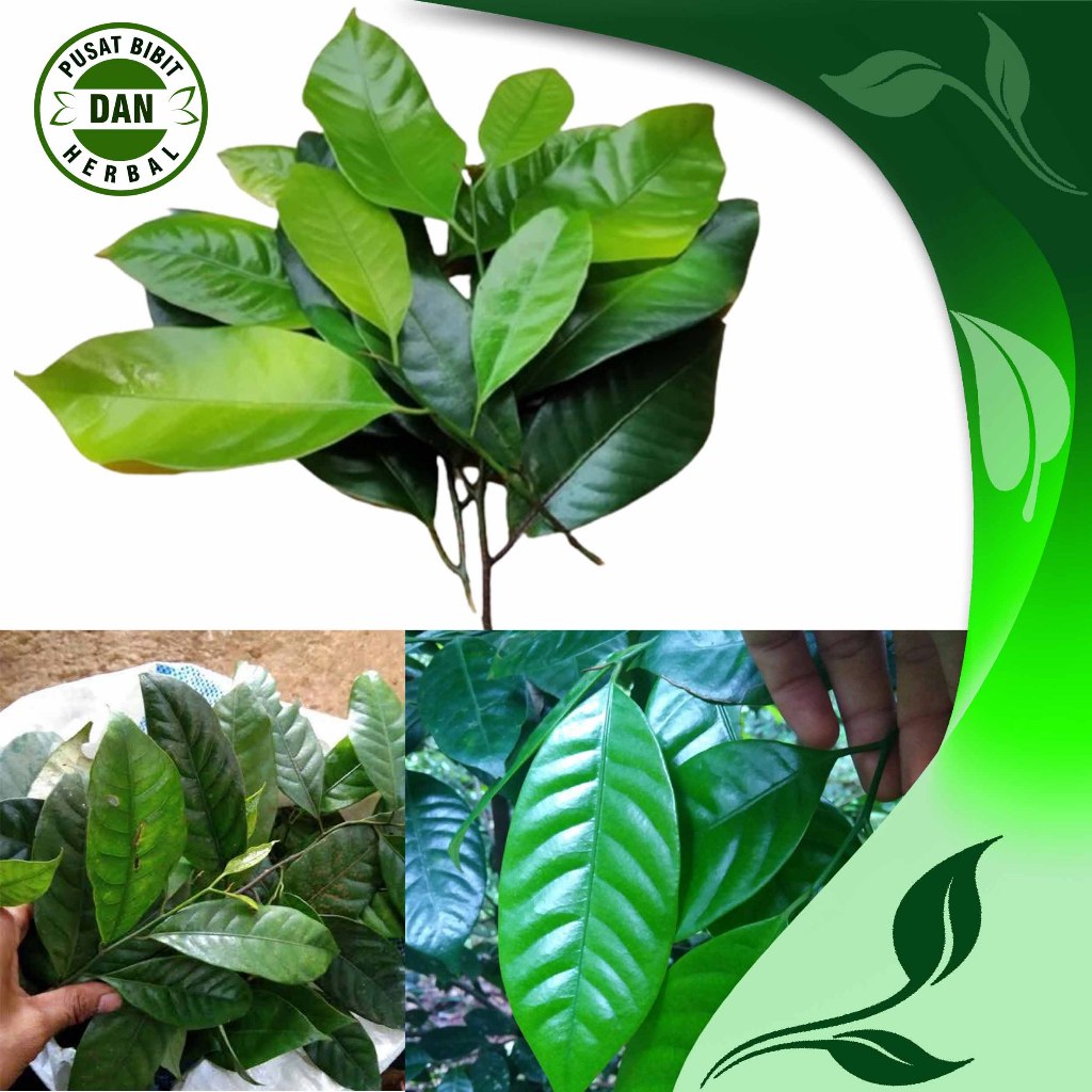 

Daun Pala Segar 1 kg Fresh Murah obat herbal alami - Pusat bibit dan herbal