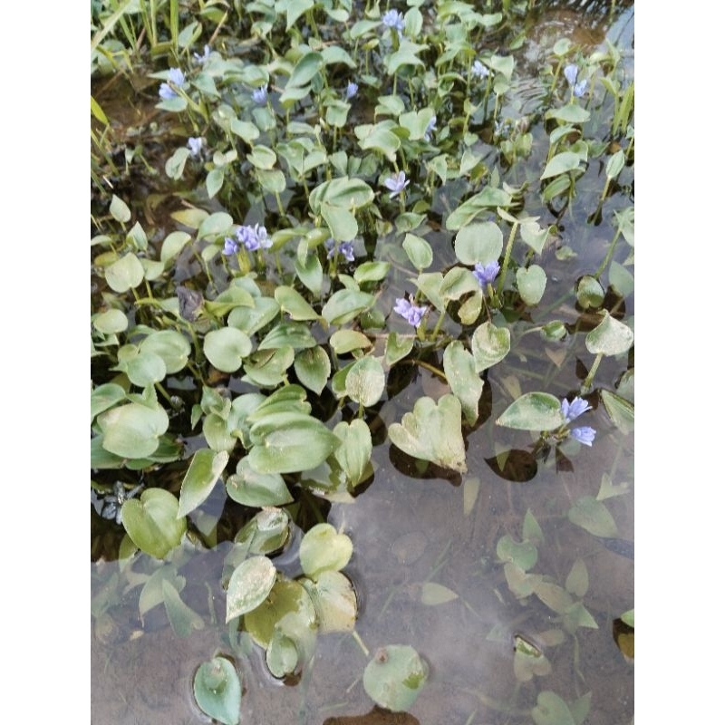 sayuran eceng sawah segar 250grm