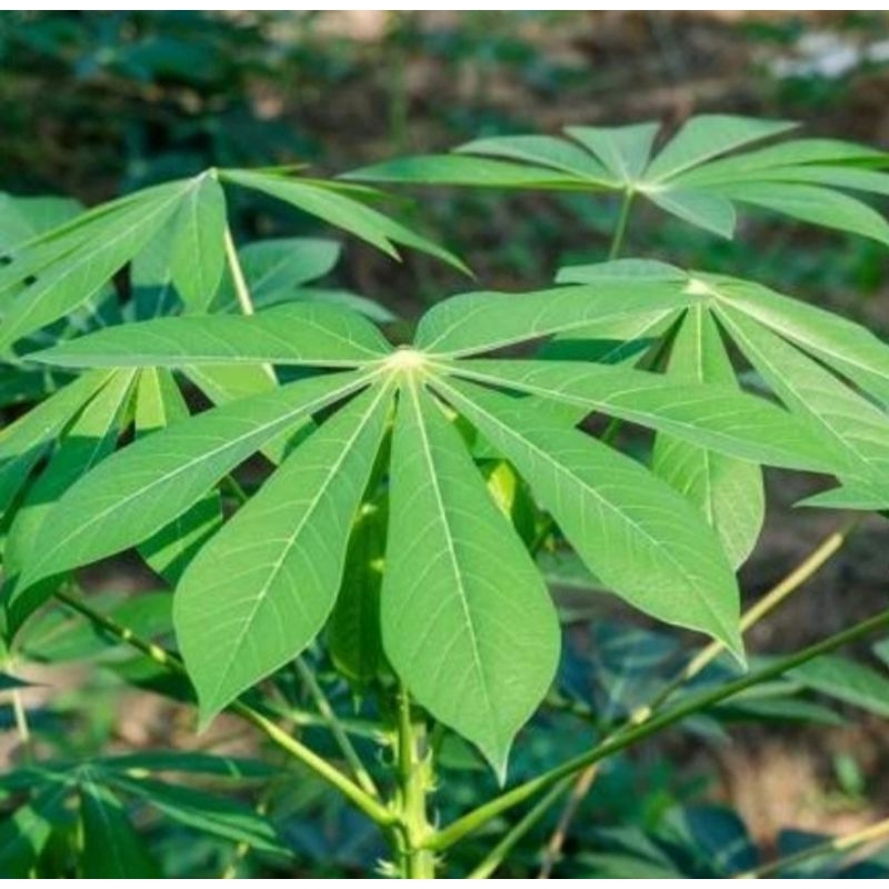 

Daun singkong segar 500gram untuk lalapan/di masak