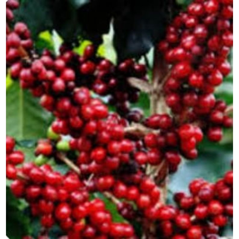 

ceri kopi arabika 500 butir