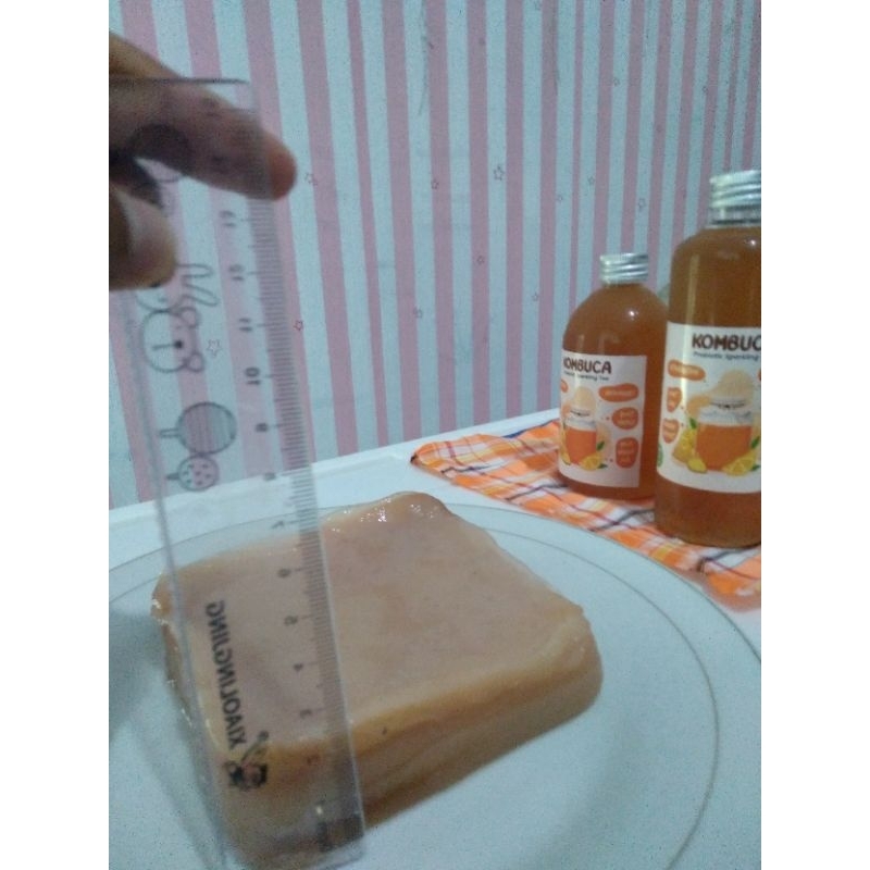 

bibit jamur secoby combuca tea persegi