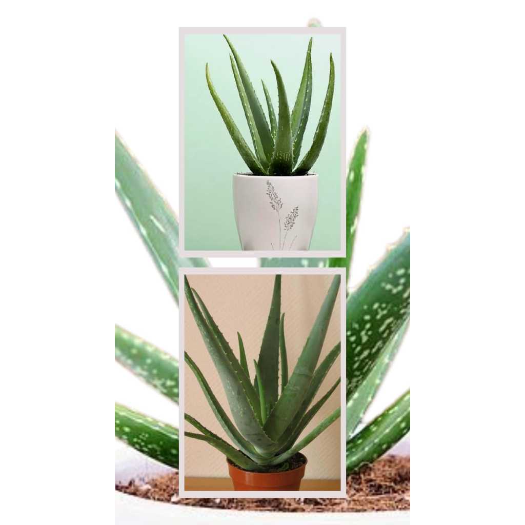 Lidah buaya kecil, Anakan lidah buaya, Lidah buaya mini