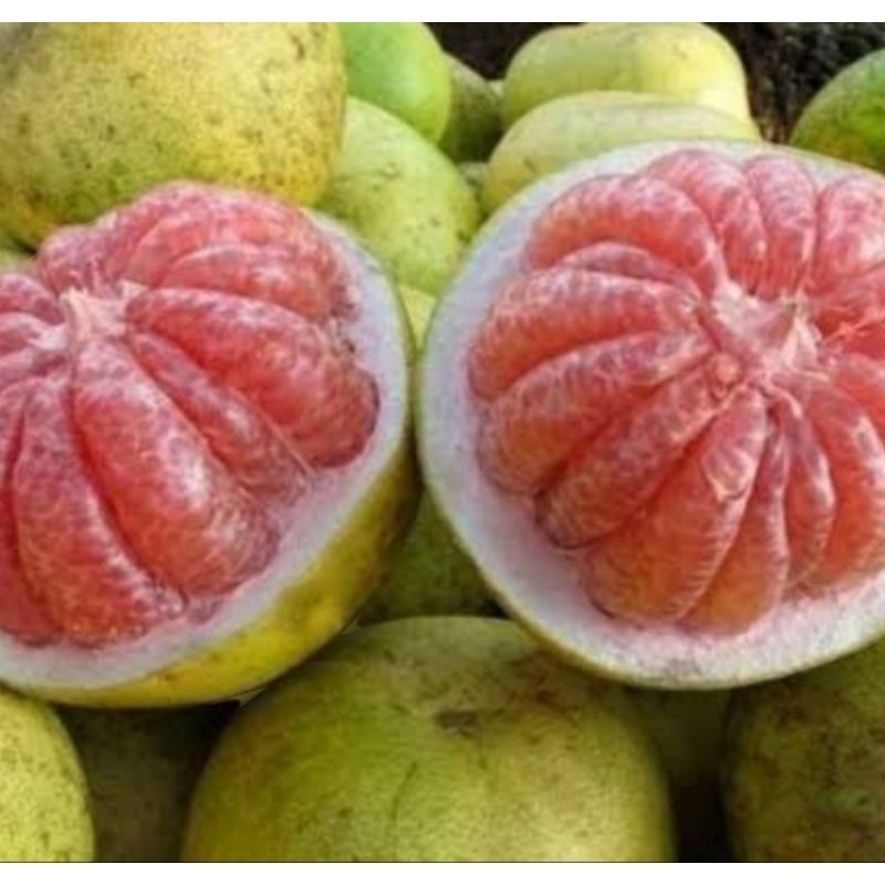 

jeruk bali murah meriah + merah