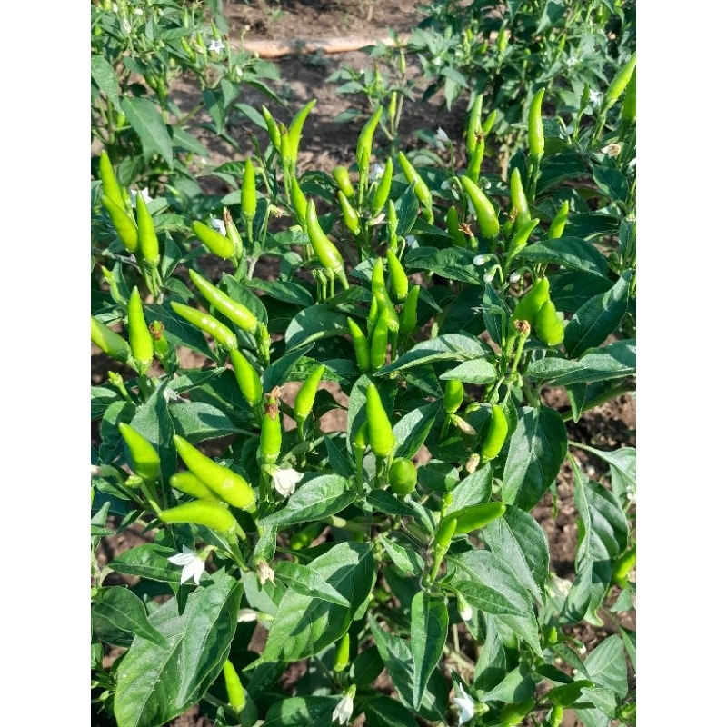 

Cabe rawit hijau super caplak segar buat restoran bergaransi 1kg