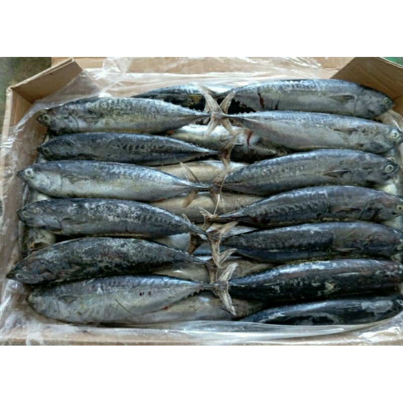 

Ikan Deho Beku Kapal