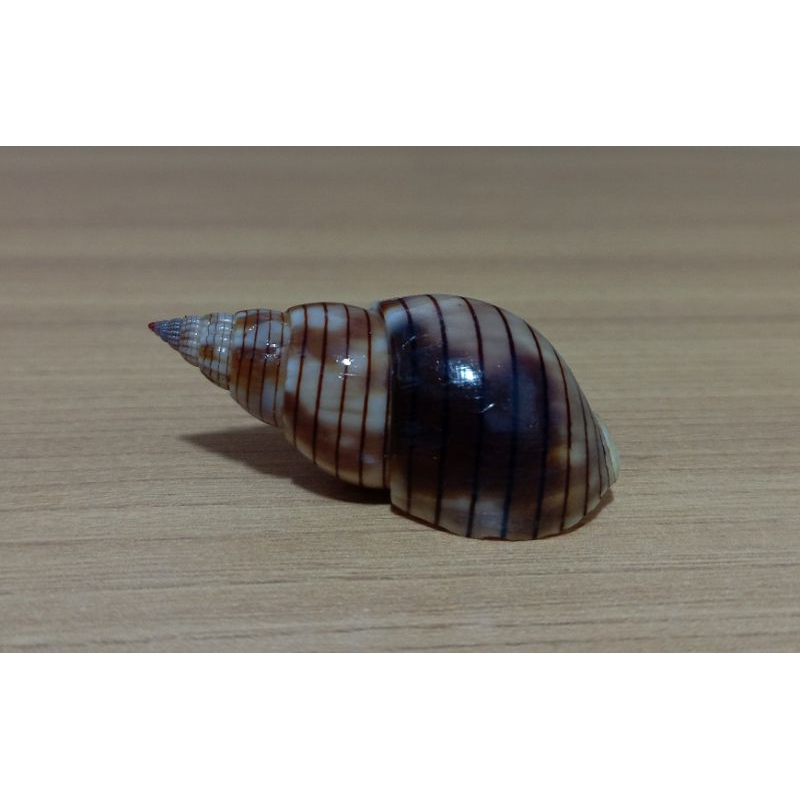 Cangkang kerang Nassarius Glans Black