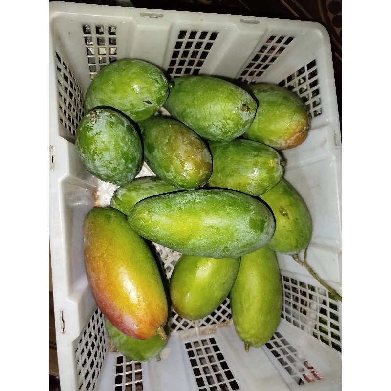 

Paket Hemat Mangga Kiojay Mentah/Mateng Isi 3 500-600gr@biji