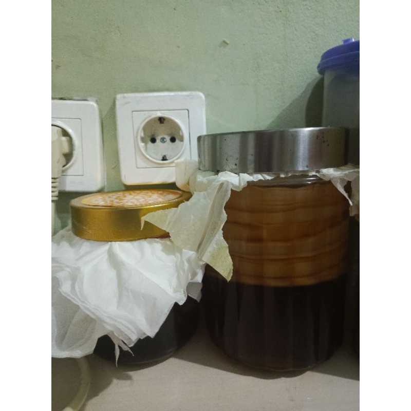 

bibit kombucha premium tebal
