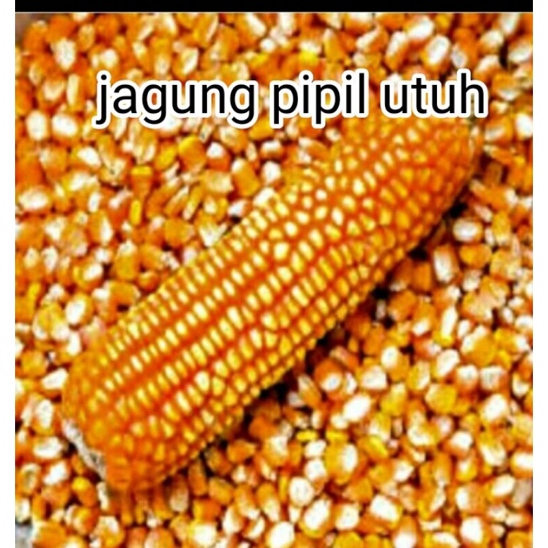 jagung pipil kering 1kg