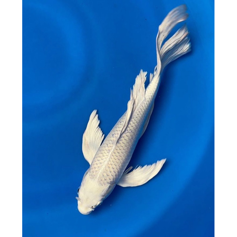 KOI PLATINUM GRADE A  SIZE 25-30CM