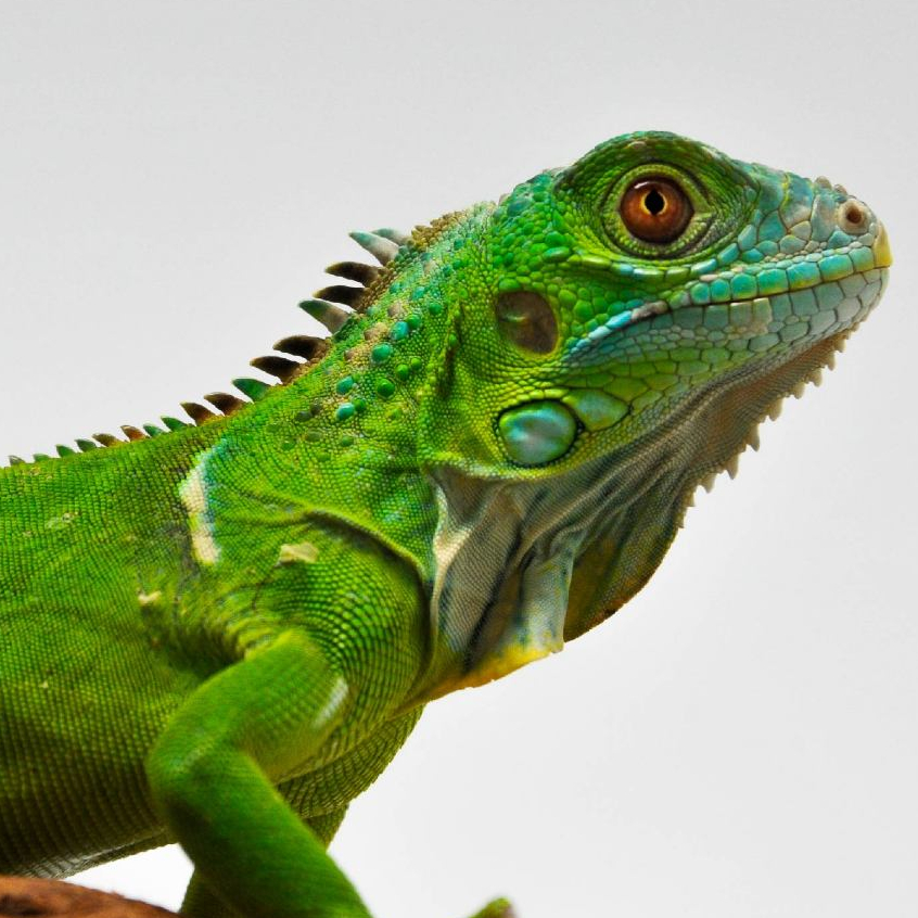 Kartu Green Iguana Hijau - bukan albino red blue panana gecko