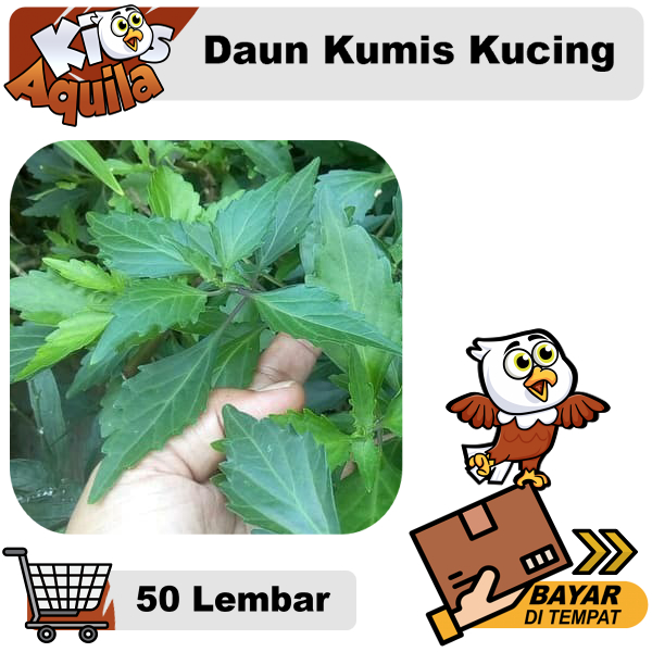 

Daun Kumis Kucing Segar 50 Lembar