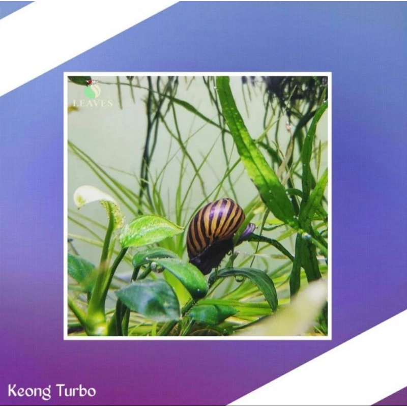 Keong turbo pembersih algae aquarium