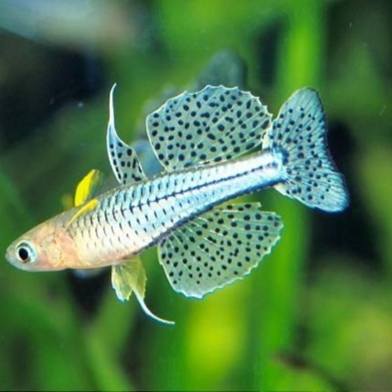 ikan pseudomugil gertrudae