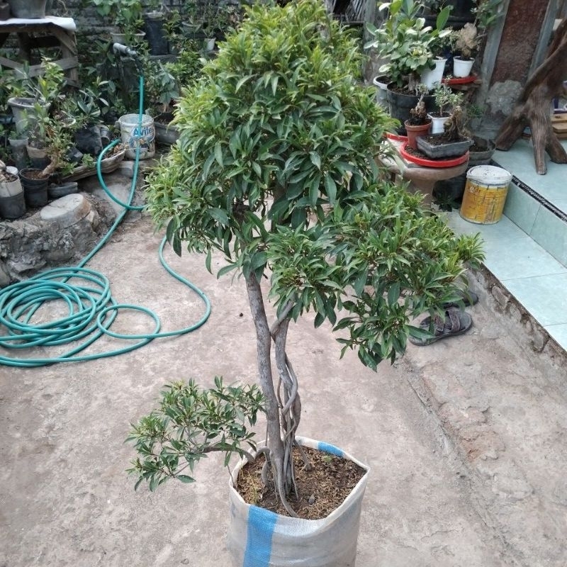 bonsai taman beringin afrika