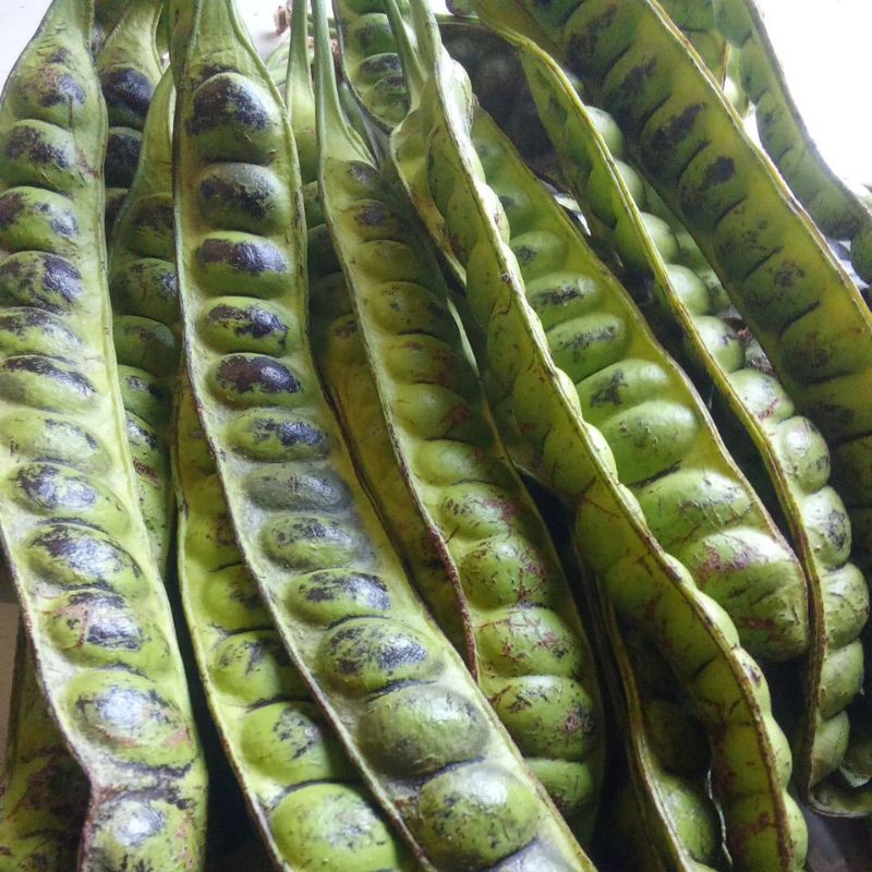 

Pete matang pohon 10papan