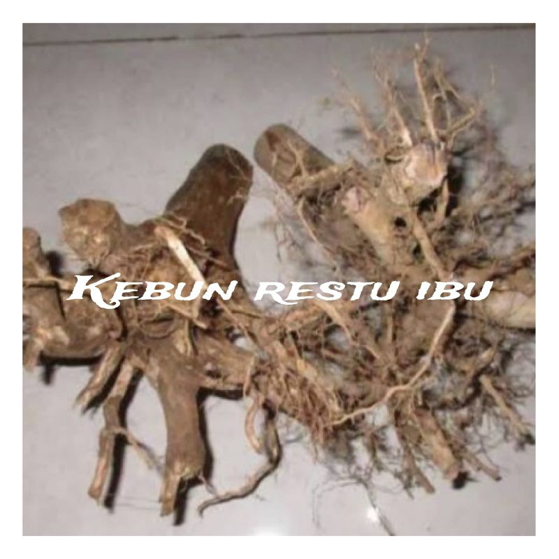 Bonggol jumbo kayu senggani aquascape