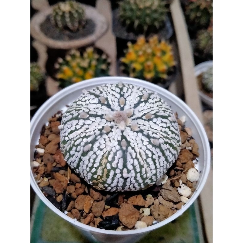 Astrophytum asterias cv.super kabuto