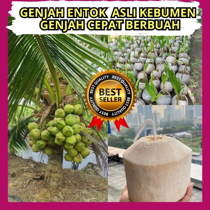 

Kelapa Tunas, Kelapa Tanaman