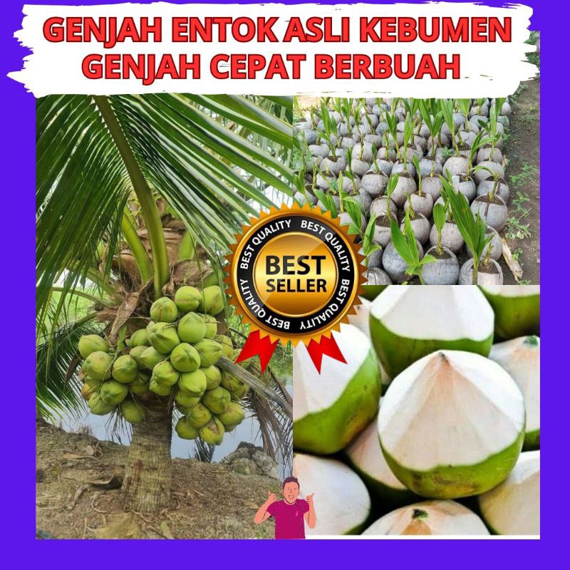 Bibit Kelapa Hijau Hibrida Jumbo, Bibit Kelapa Hijau Wulung, Bibit Kelapa Hijau Genjah isi 5 bibit