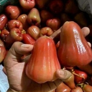

jambu air 1 kg