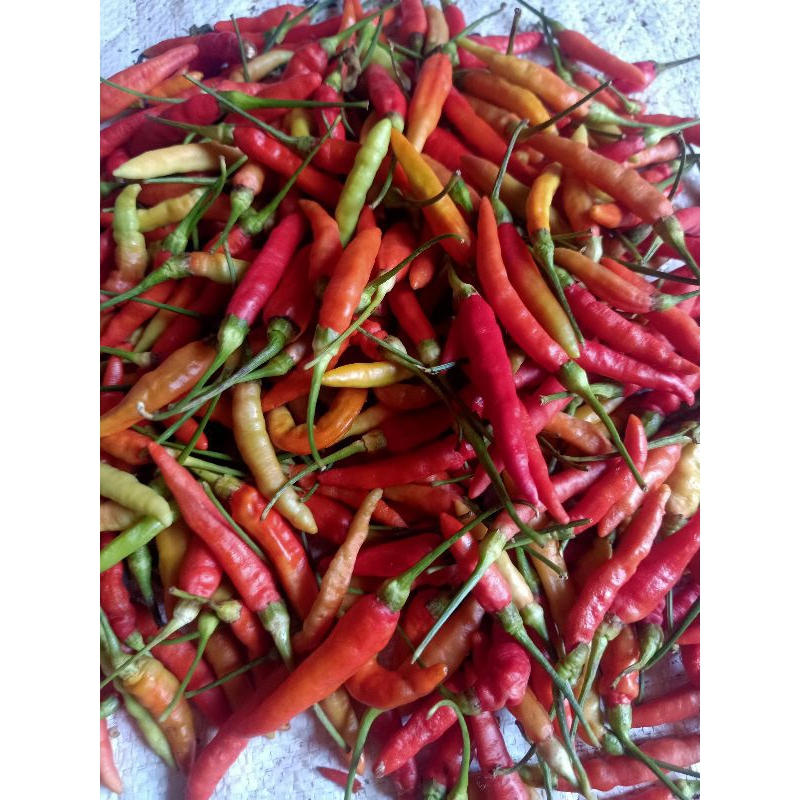 

Cabe Rawit Merah 100 gram