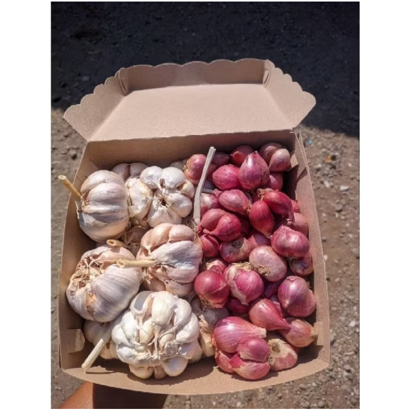 

PAKET BAMER BAPUT SINCO 1KG TERMURAH