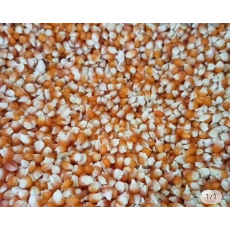 

jagung pipil kering 500 g