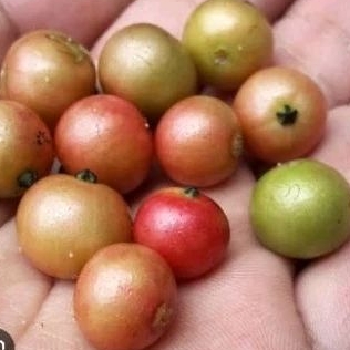 

(ISI 50 BIJI) BUAH TALOK BUAH KRESEN KERSEN PREMIUM SELALU FRESH PACKING MODERN GAK MUDAH BUSUK KWALITAS TERJAMIN ( bisa Retur Jika Busuk)